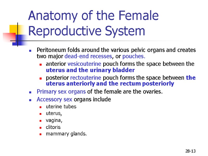 28-13 Anatomy of the Female  Reproductive System  Peritoneum folds around the various